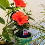 音楽教室のレッスン室前の花