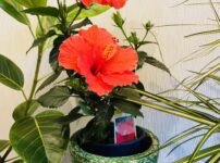 音楽教室のレッスン室前の花