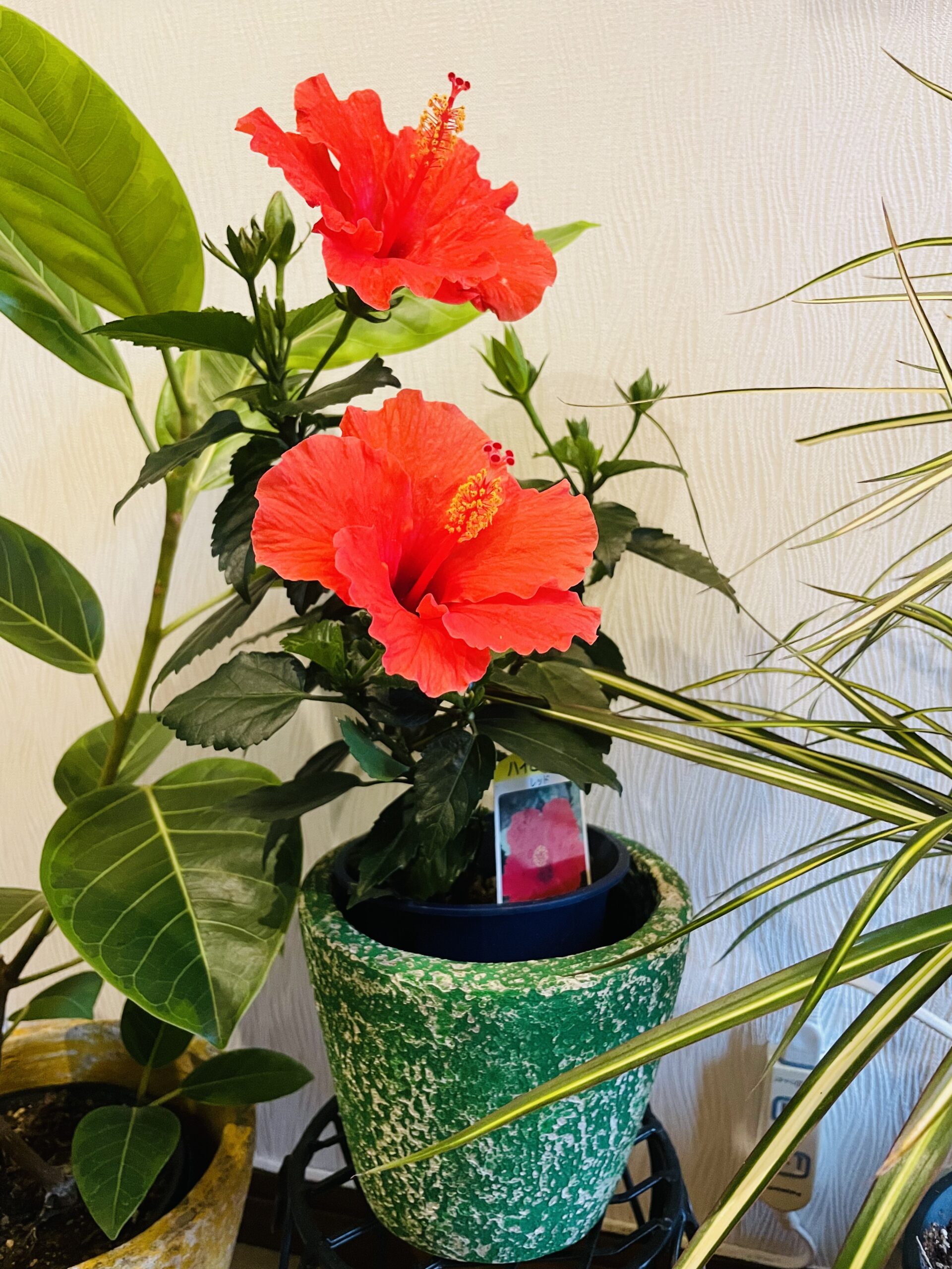 音楽教室のレッスン室前の花
