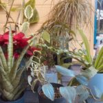 スタジオやレッスン室に置いてある観葉植物