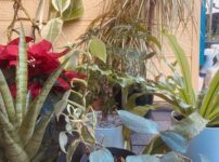 スタジオやレッスン室に置いてある観葉植物