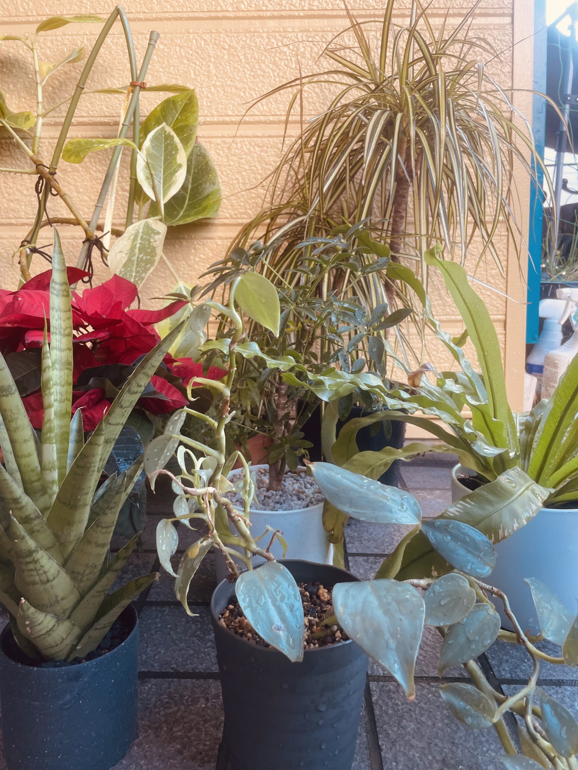 スタジオやレッスン室に置いてある観葉植物