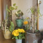 スタジオ玄関の観葉植物