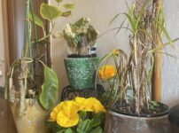 スタジオ玄関の観葉植物