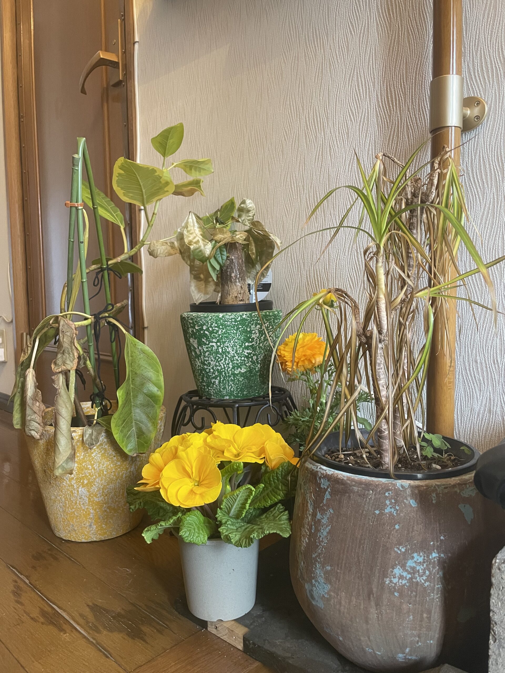 スタジオ玄関の観葉植物