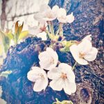 出会いと別れの季節、桜の写真