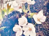 出会いと別れの季節、桜の写真