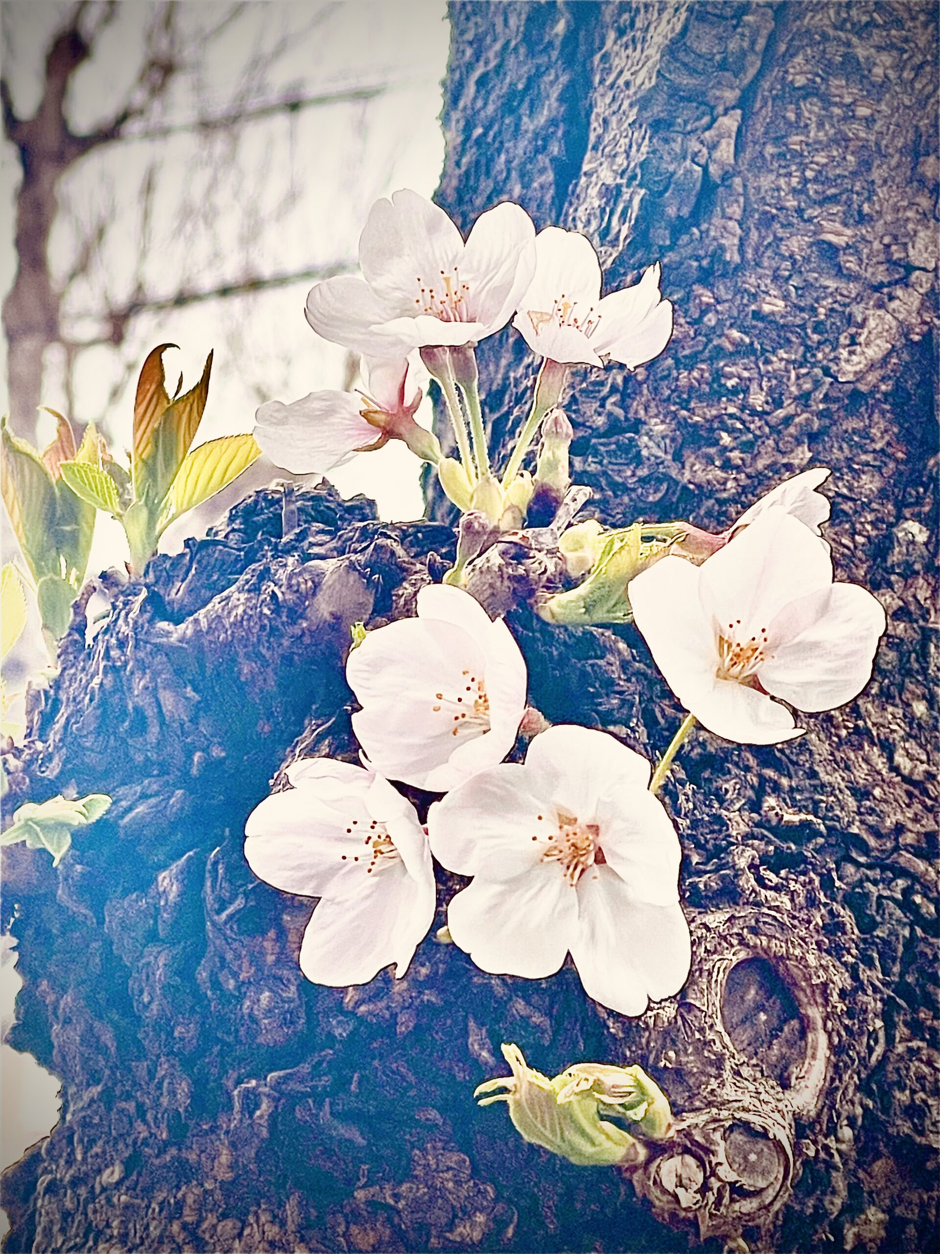 出会いと別れの季節、桜の写真