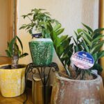 スタジオ玄関の観葉植物を新しくしました