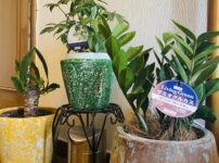 スタジオ玄関の観葉植物を新しくしました