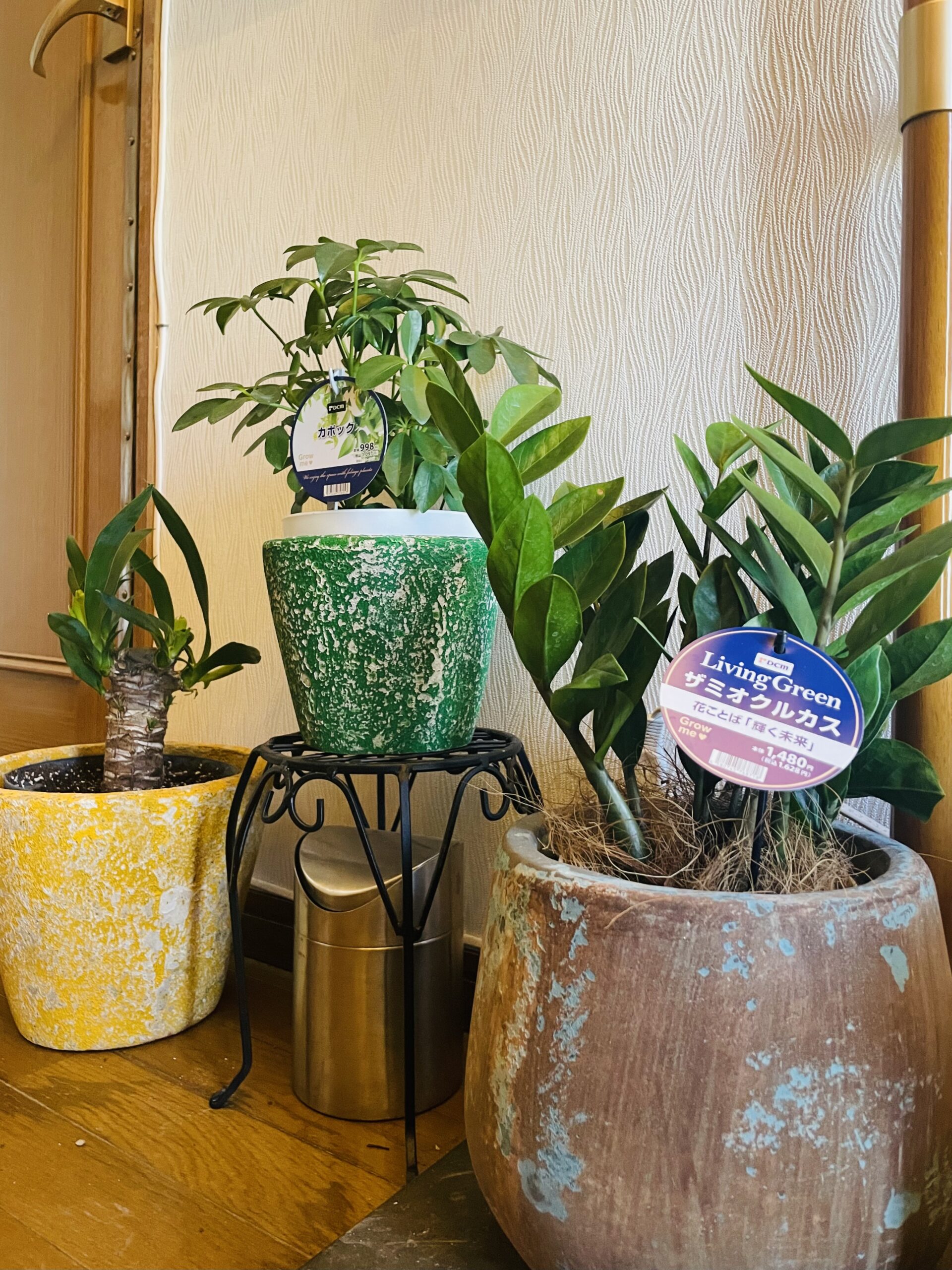 スタジオ玄関の観葉植物を新しくしました